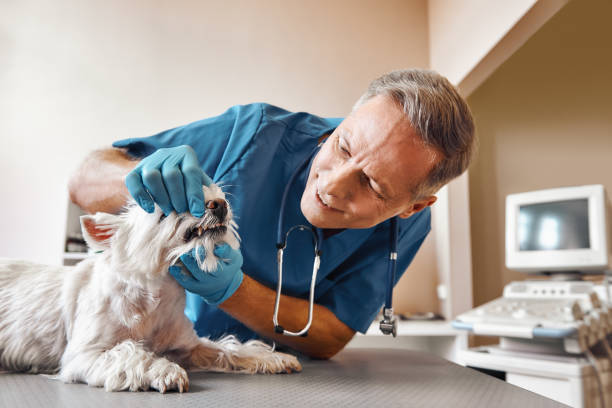 Best Pediatric Emergency Dentist in Kings Park, VA